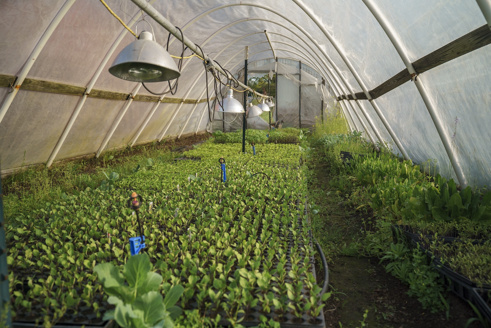 UNCP greenhouse with plants in it